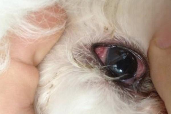 狗狗眼睛发红，狂犬病，狗眼睛发红是得了狂犬病吗