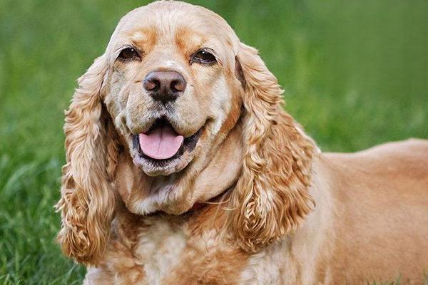 狗狗缺钙的症状与补钙的方法