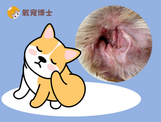 狗狗耳朵流黄水发臭？别慌，教你科学用药与护理