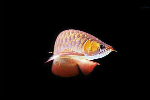 银龙鱼怎么区分公母？