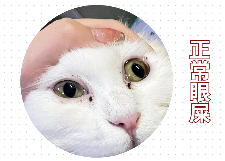 猫咪正常眼屎