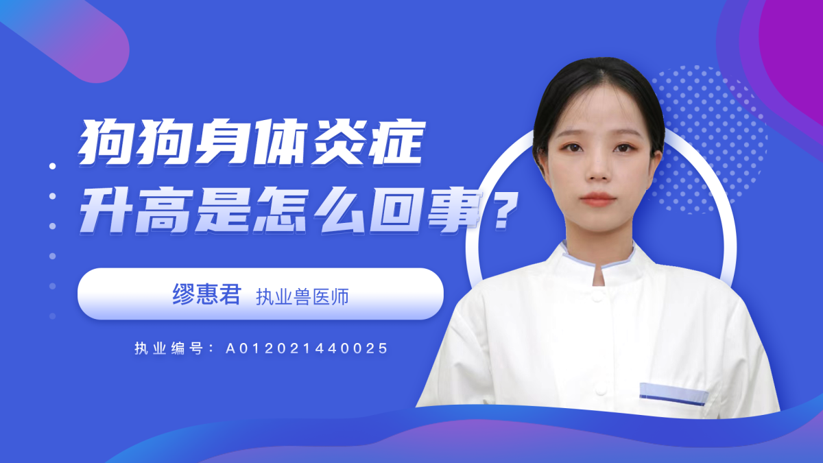 狗狗身体炎症升高是怎么回事？