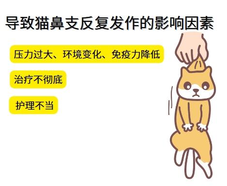 猫鼻支又犯病，护理是关键！