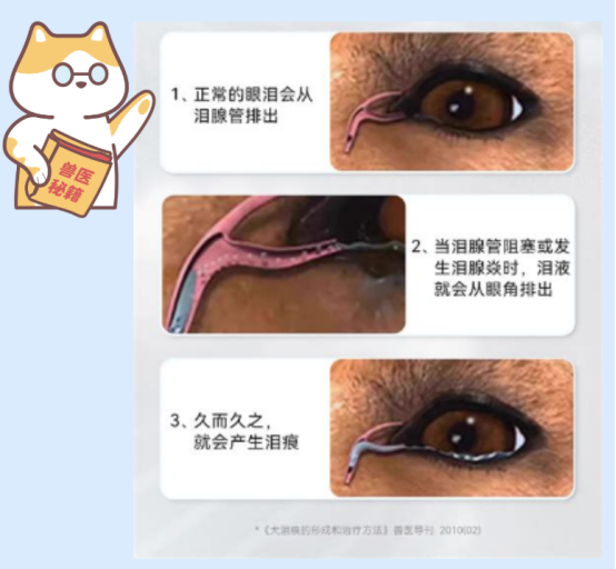 狗狗淚痕怎麼解決？