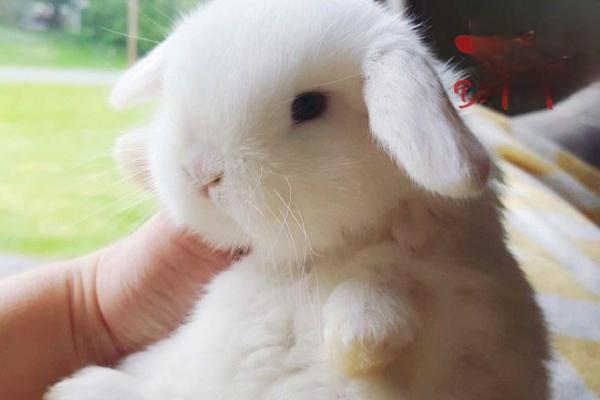 错误的饲养方法可能会导致兔子死亡！