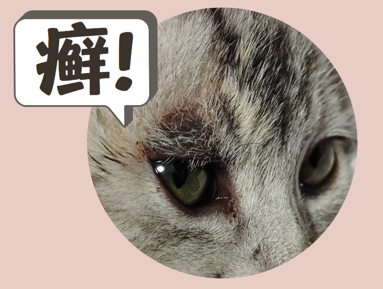 猫咪眼皮上长癣怎么办？要涂药还是吃伊曲康唑？