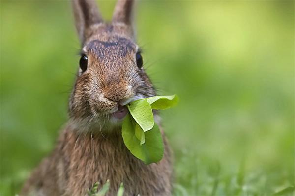 兔子怎么喂食？