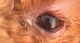 泰迪狗眼睛红怎么回事