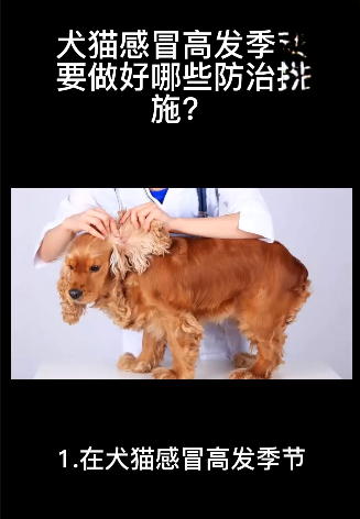 怎么预防犬猫在高发季节感冒？