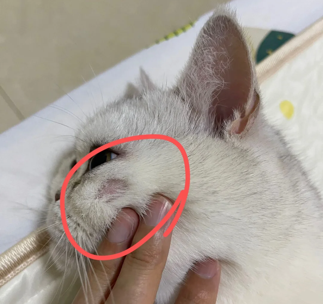 猫秃了一块不是猫癣？别太早下定论！