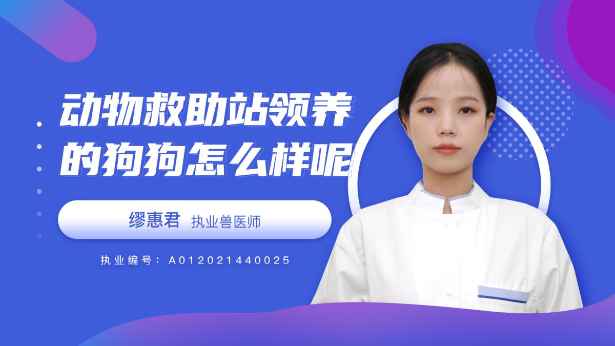 动物救助站领养的狗怎么样？