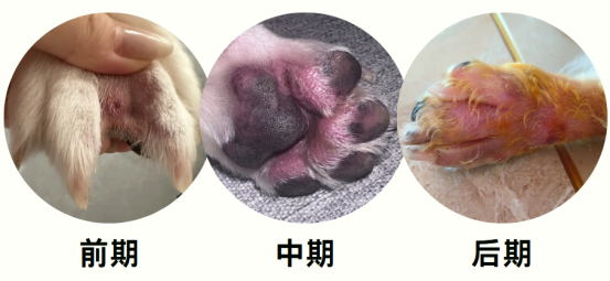 狗狗趾间炎用什么药
