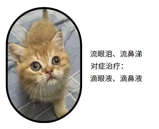 猫鼻支克星：哪些药物真正有用？