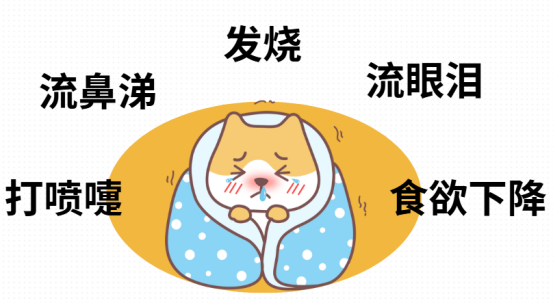 貓咪感冒
