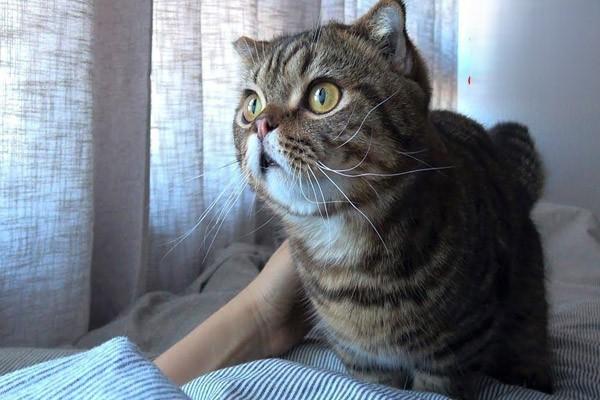 为什么猫咪总喜欢待在窗边？