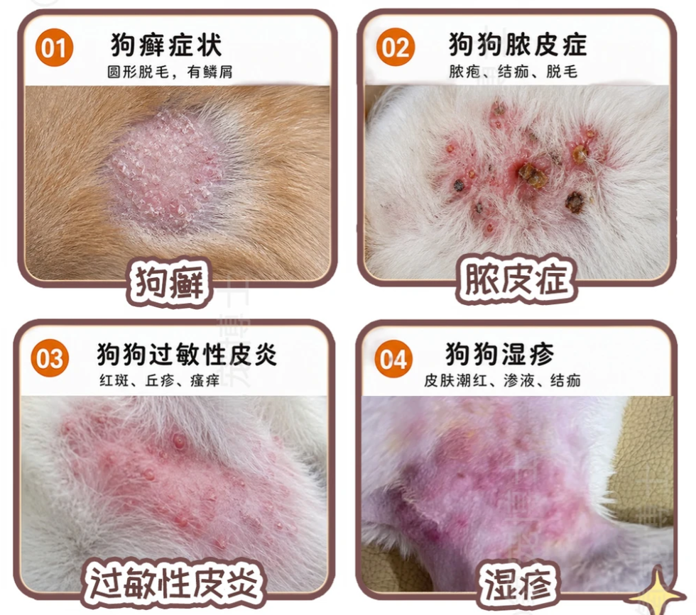 狗狗常见皮肤病自查图鉴
