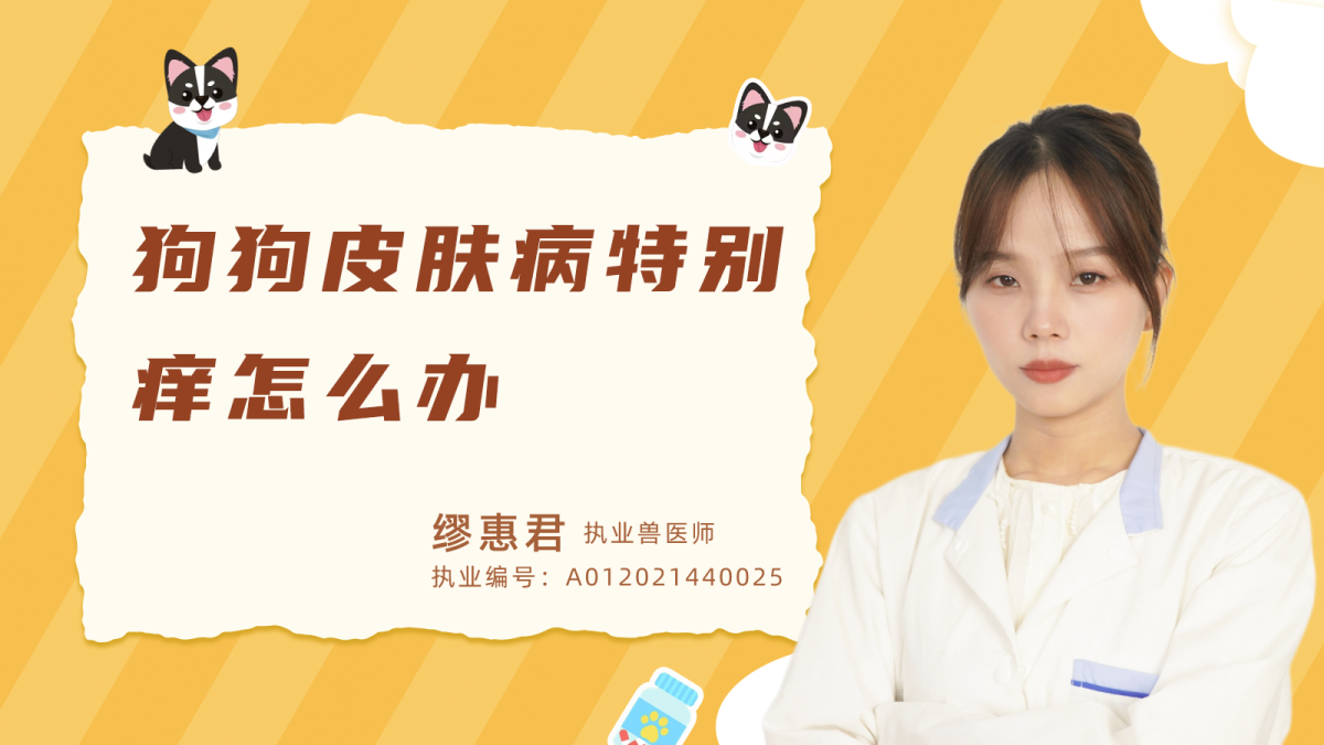 狗狗皮肤病特别痒怎么办？