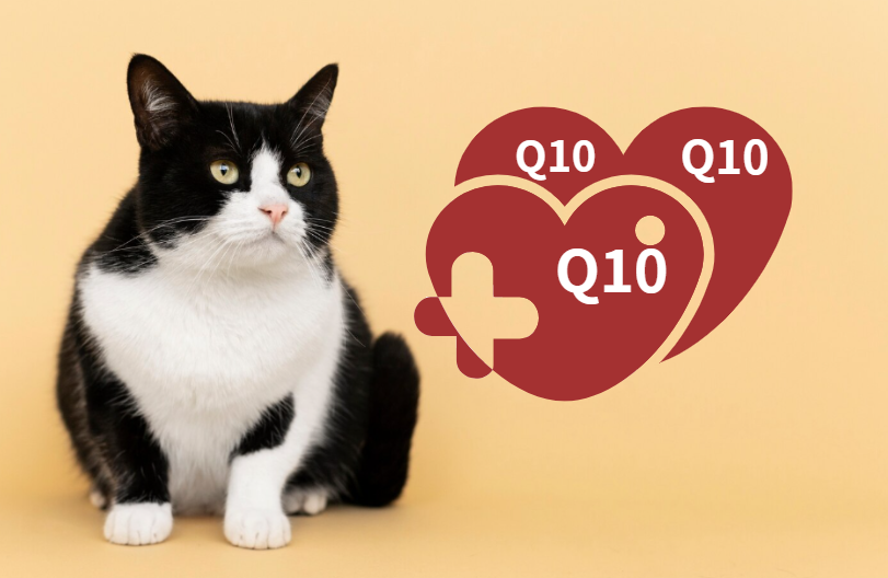 如何选择安全的猫咪辅酶Q10？