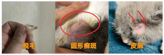 貓癬用什麼藥膏？
