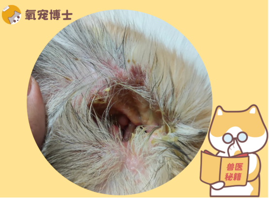猫咪耳朵里有水状或脓状的分泌物？小心中耳炎！