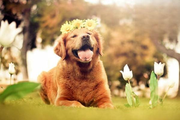 什麼是偽狂犬病