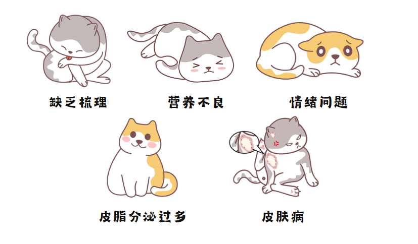 猫毛结块变硬是怎么回事？