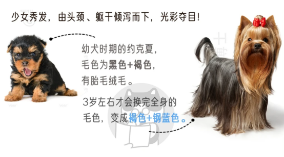 约克夏的优缺点