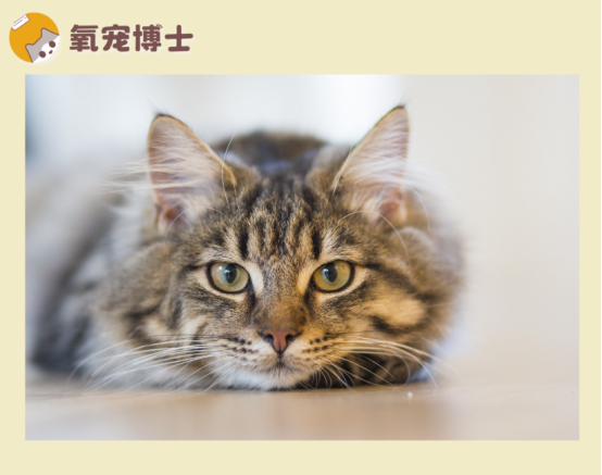 貓咪每次只尿一點點？不是調(diào)皮，可能是泌尿系統(tǒng)在求救