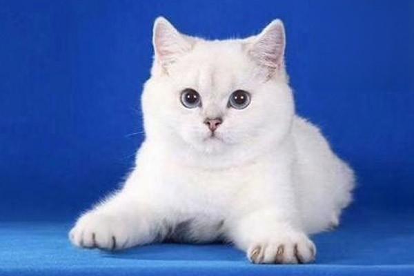 猫咪感冒了如何辨别