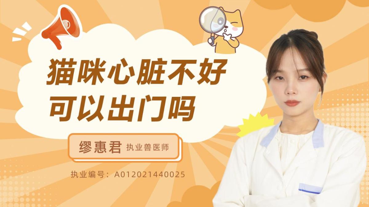 猫咪心脏不好可以出门吗？