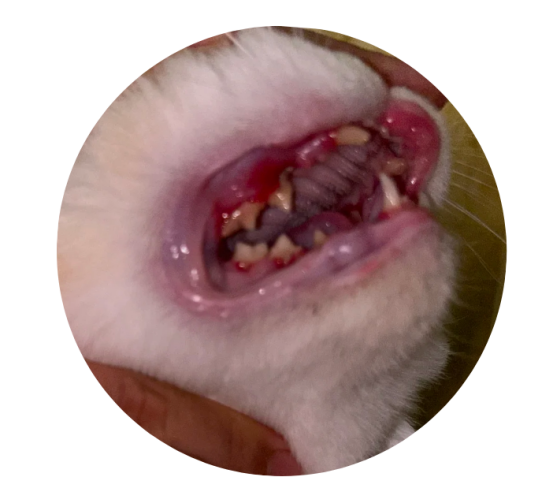 猫咪口炎的病因