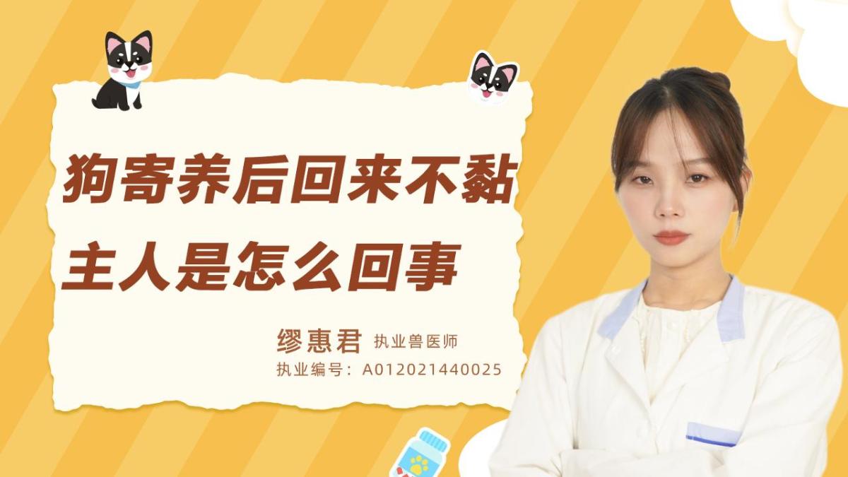 狗狗寄養後回來不黏主人是怎麼回事？