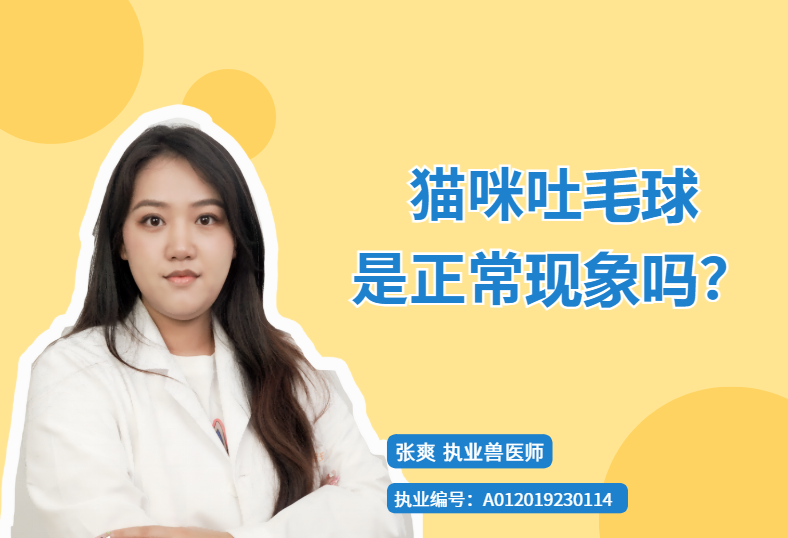 【宠医科普】猫咪吐毛球是正常现象吗？