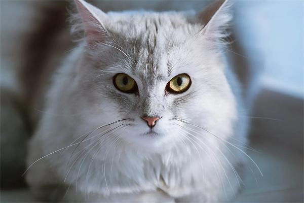 猫咪怎么也会长青春痘？