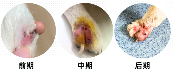 狗狗腳趾發(fā)炎