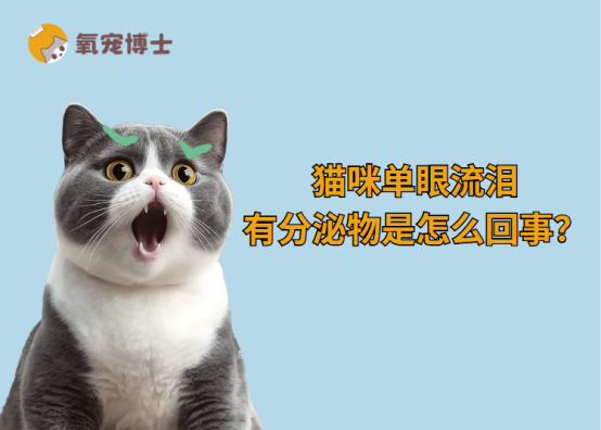 貓咪單眼流淚有分泌物是怎麼回事？