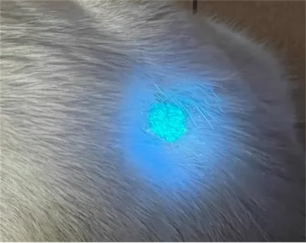 猫癣的诊断方法