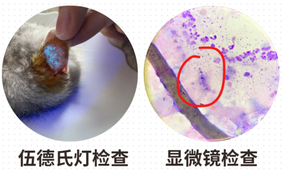 貓癬怎么治