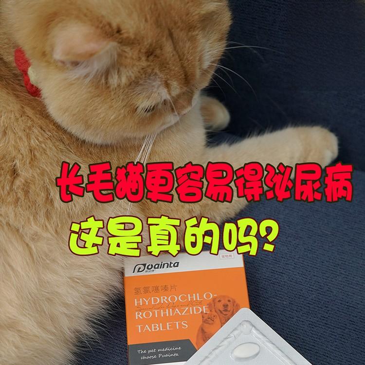 長毛貓更容易得泌尿疾病，這是真的嗎？