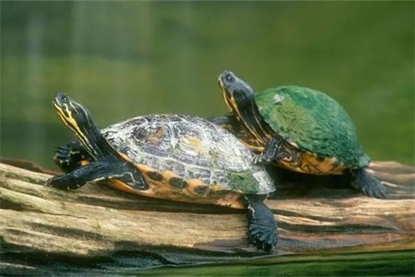 什么是半水龟？