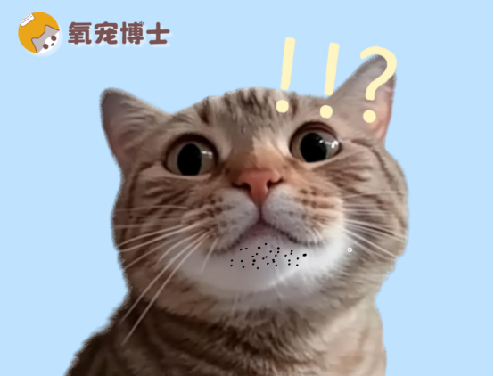 貓咪下巴的黑色渣子是什么？從成因到解決，一文全講透