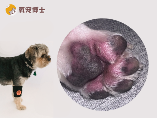 狗狗脚掌肉垫肿胀怎么办？