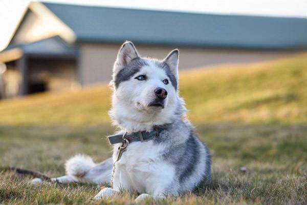 ，养老年犬的注意事项