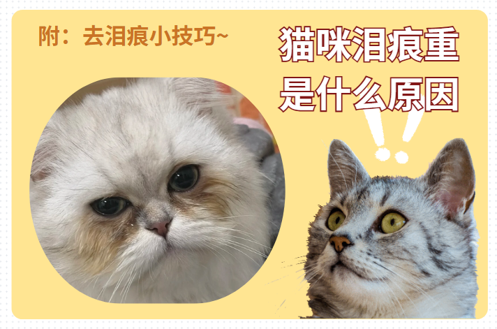 猫咪泪痕重是什么原因？附去泪痕小技巧