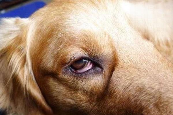 狗狗眼屎增多，狗狗眼睛发红，狗眼睛发红有眼屎怎么回事