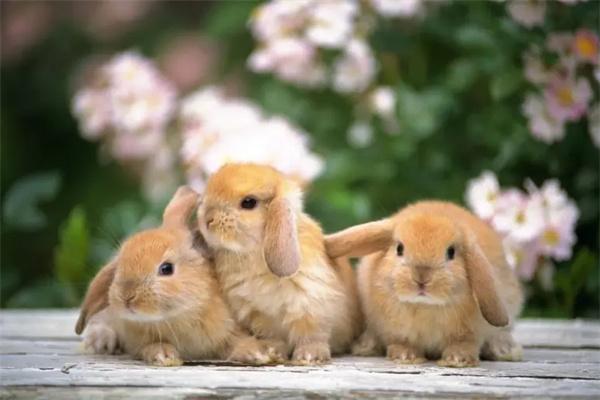 兔子白内障的病因及治疗方法