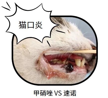 甲硝唑VS速诺，口炎猫咪怎么选
