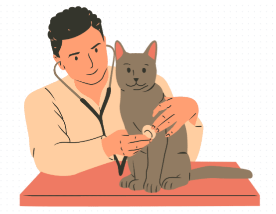 猫骨折了怎么办？