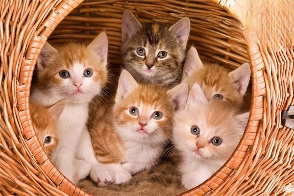 五种比较少见的猫咪