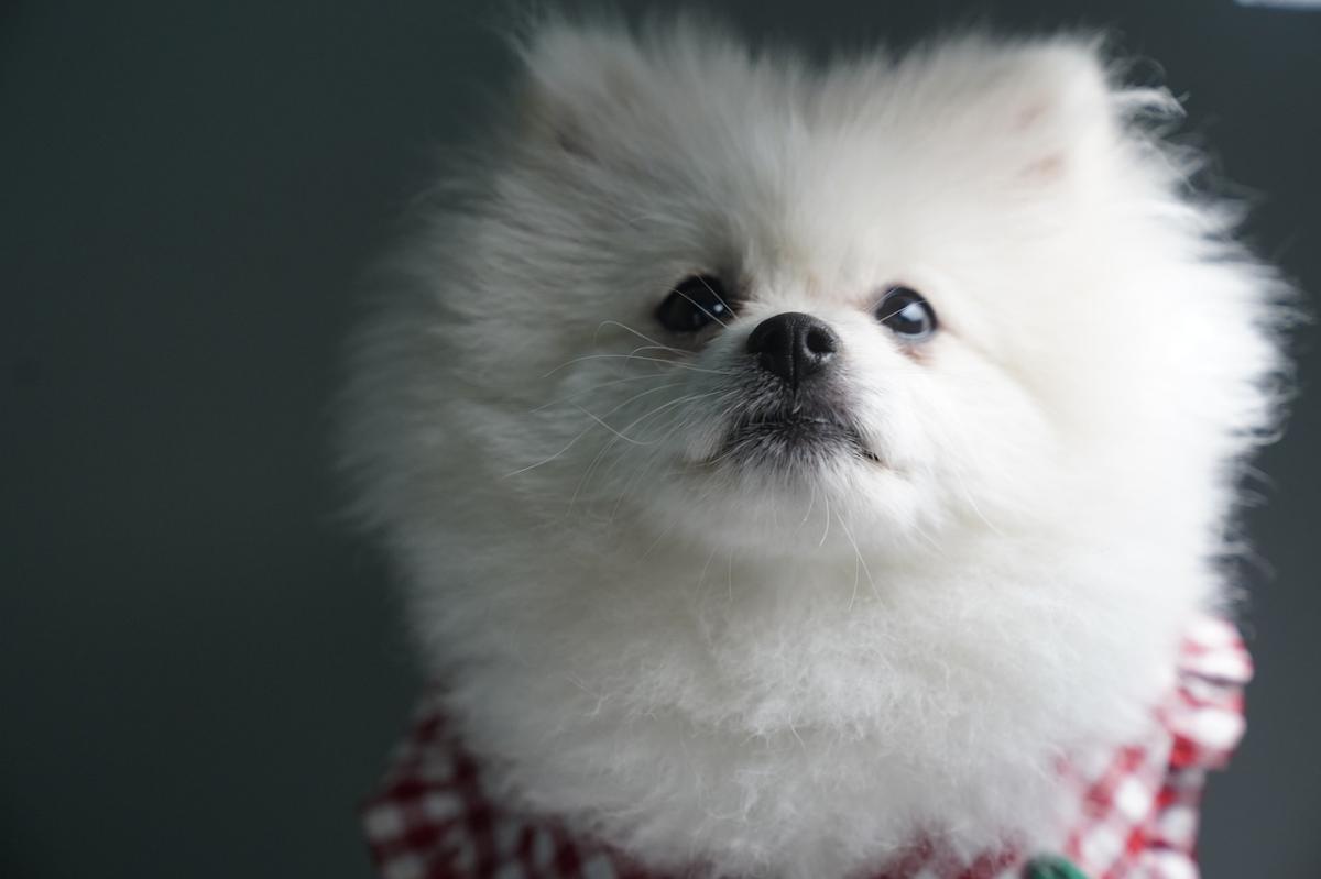 博美犬吃什么狗粮比较好？博美科学选粮指南来啦！
